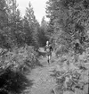 Landskapsmatchen i orientering mellan Gästrikland och Uppland.
1946