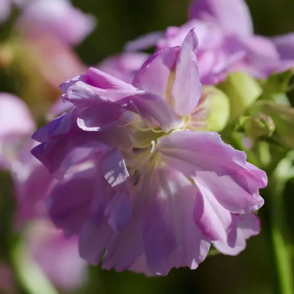 Nærbilde av en rosa-lilla såpeurtblomst.