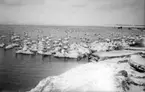 Sjöfåglar. Svanor med massor av andra fåglar vid stranden, vackert fotografi.