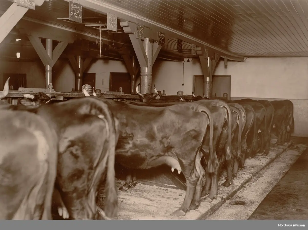 
ulleberg. Bilde fra Marie Knudtzon (1879-1966) sin fotosamling. Se bilde nr KMb-2010-011.0001 for mer biografi. Fra Nordmøre museum sin fotosamling.

