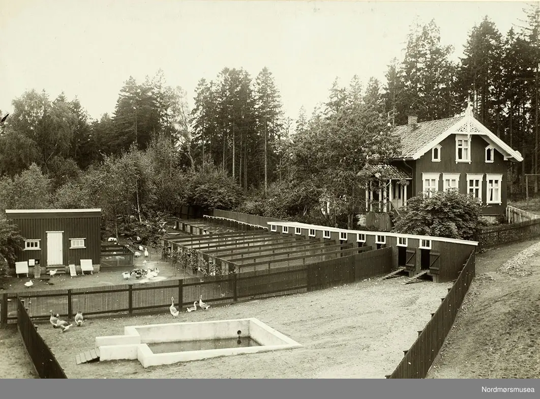 hønseri og andedam.
 Bilde fra Marie Knudtzon (1879-1966) sin fotosamling. Se bilde nr KMb-2010-011.0001 for mer biografi. Fra Nordmøre museum sin fotosamling.
