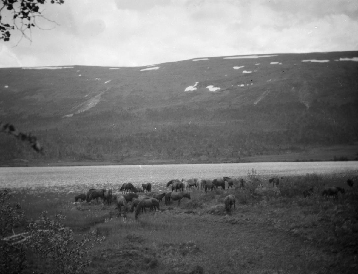 Sikkilsdalen, Nedre Sikkilsdalsvatn, hestefølge