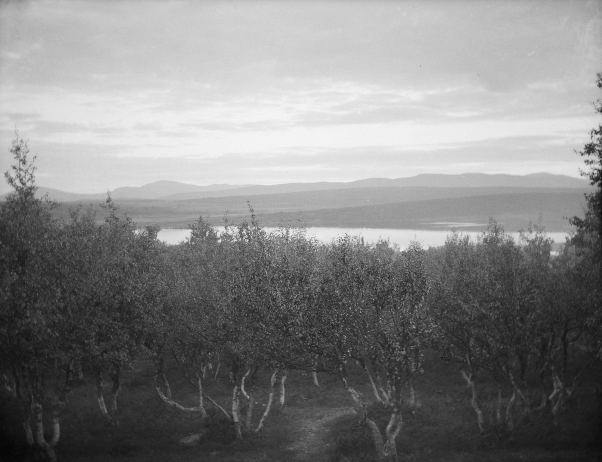 Fjellandskap, stor innsjø,bjørkeskog