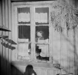 Unni Hansen i kjøkkenvinduet til Olsen i bakgården i Langlei