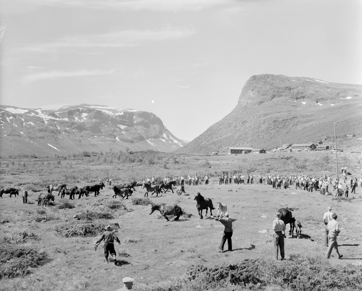 Norsk landbruks jubileumsutstilling 1959. Hester samles etter sommerbeiting til fjells.  Tilskuere og hestekarer.