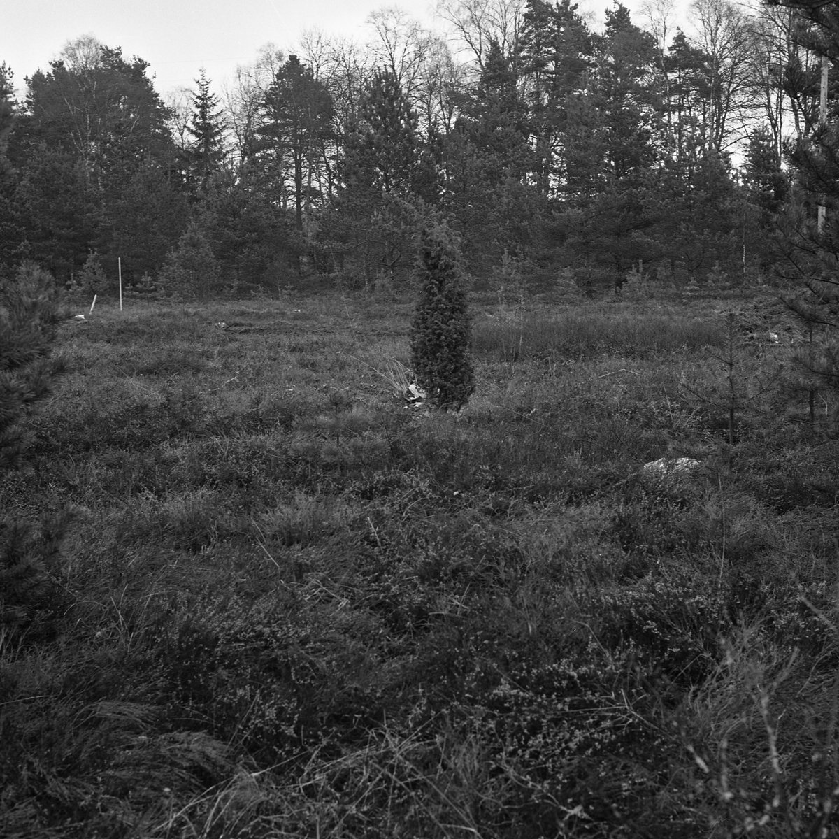 Kånna högar, undersökning 1964.04. Grav 302 från V.