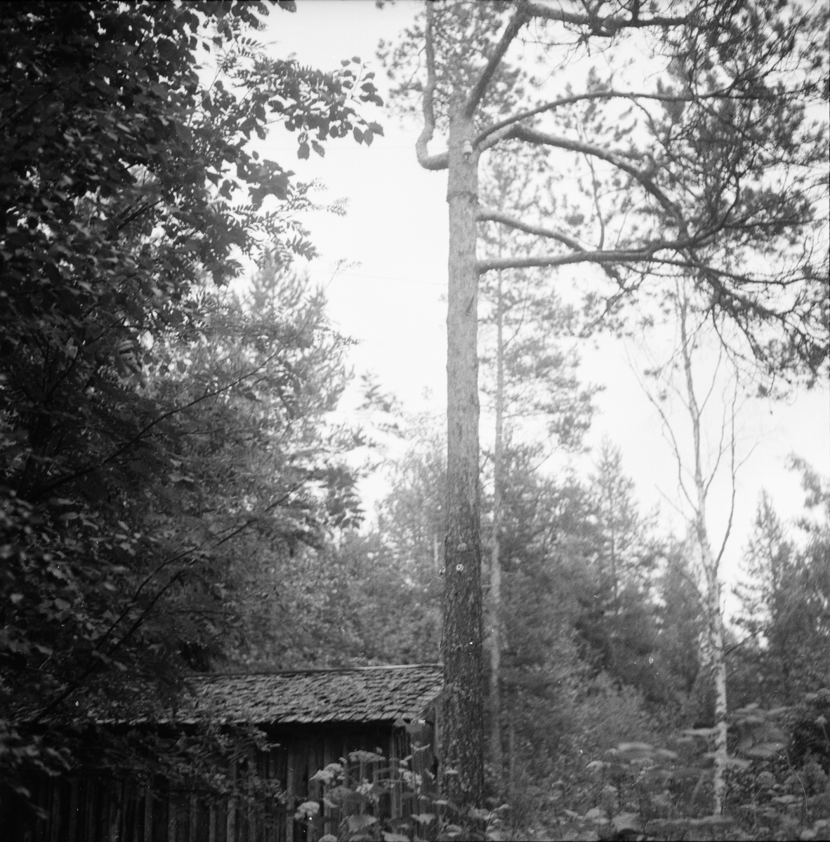 Vasaberg, Fäbodvall Vallåsen.
Alfta augusti 1956