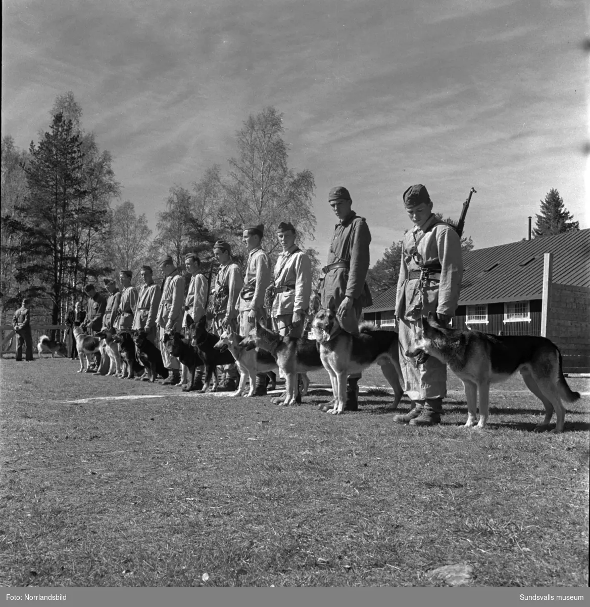 En grupp bilder från verksamheten på Arméns hundskola i Sollefteå.