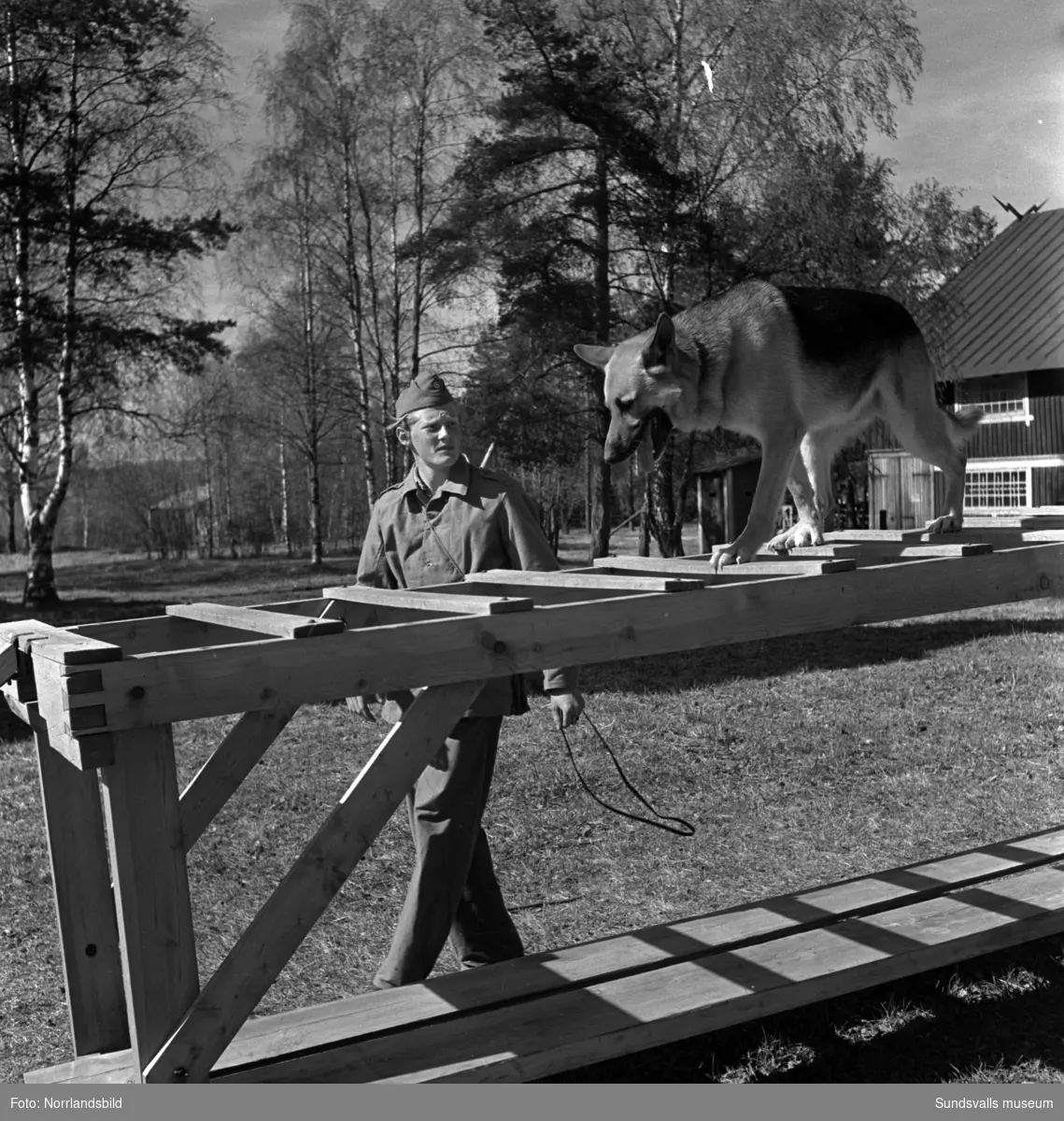 En grupp bilder från verksamheten på Arméns hundskola i Sollefteå.