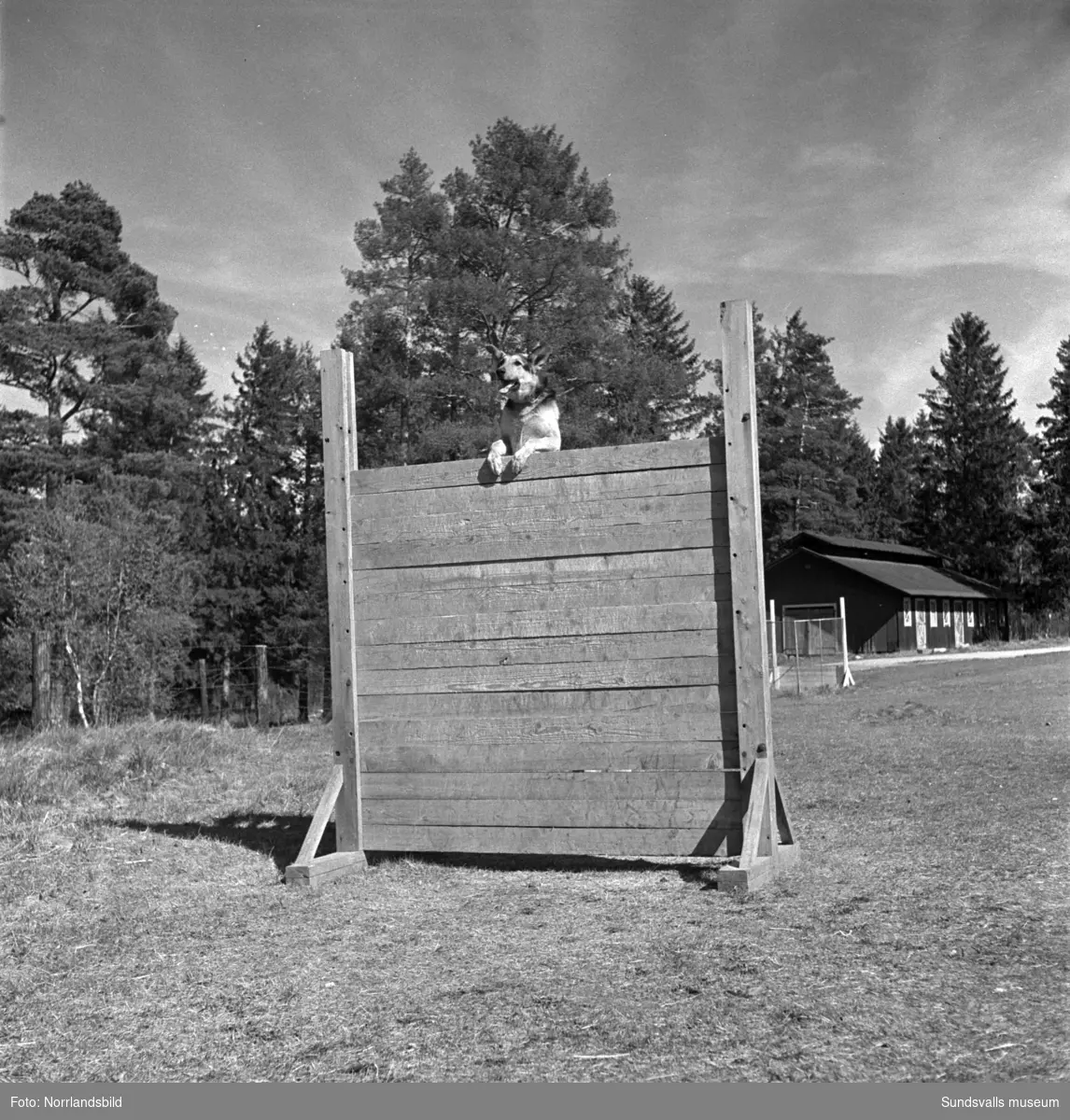 En grupp bilder från verksamheten på Arméns hundskola i Sollefteå.