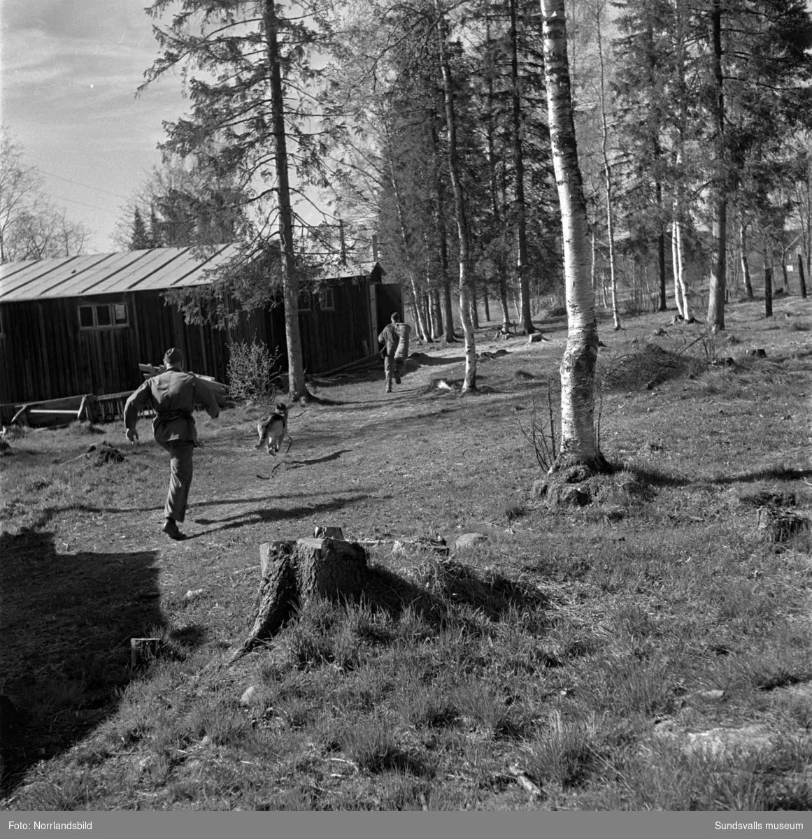 En grupp bilder från verksamheten på Arméns hundskola i Sollefteå.