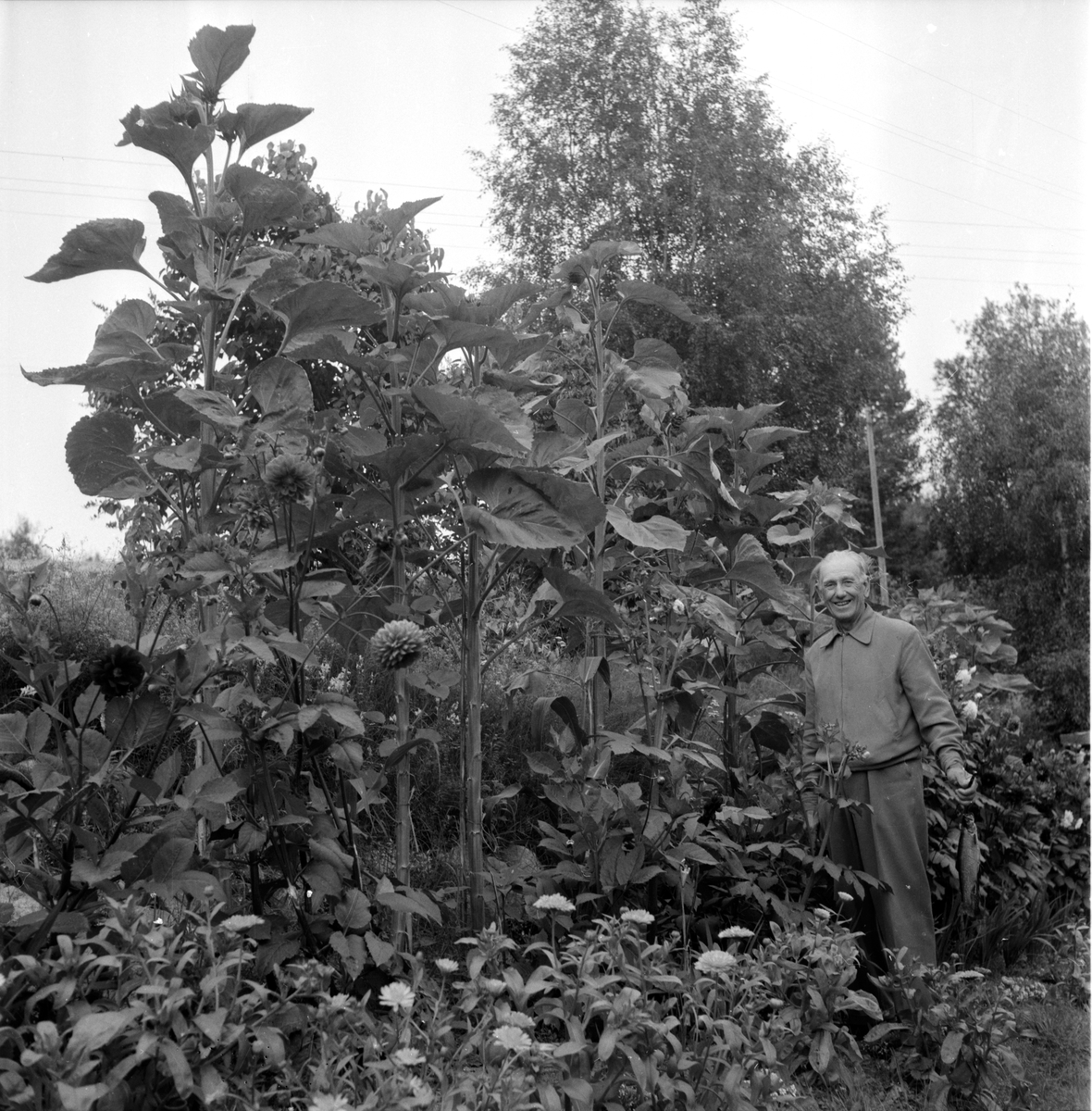 Tomterna,
Orgårds,
1962
