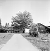 Arbrå,
Tomta gård,
Juni 1971