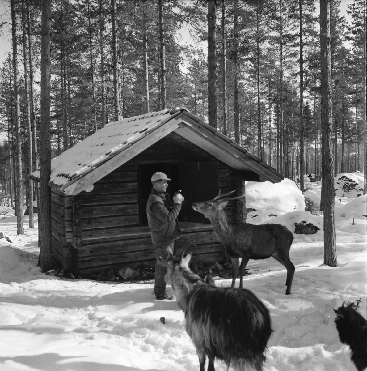 Edsbyn, Jössebo,
Ny koja bygges,
26 aug 1965