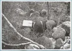 Två uniformerade soldater ålar fram genom högväxt vegetation.