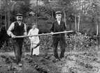 Forsvik, lotsen Eriksson, dottern Anna och Henning Boman kupar potatis på gärdet vid kanalen.