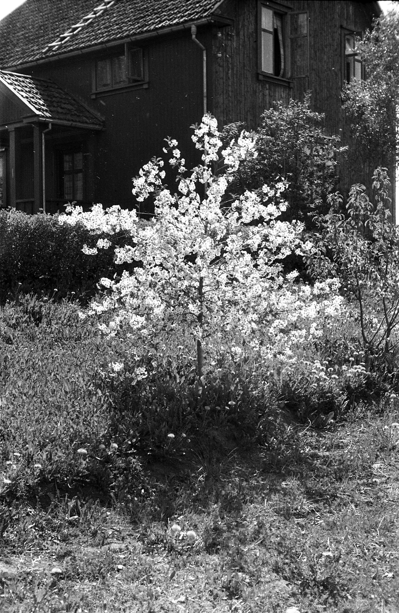 Fem bilder fra fotografens eiendom Odberg på Kraby, Østre Toten, våren 1946.