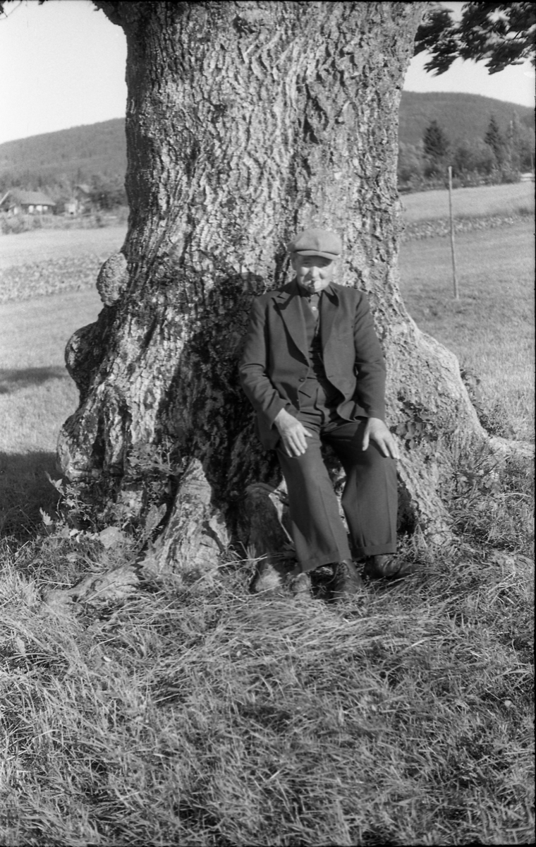 En eldre mann sitter under et stort og majestetisk tre. Personen er sannsynligvis Ole Gunnerød, og stedet gården Kae i Rossgutua i Østre Toten.