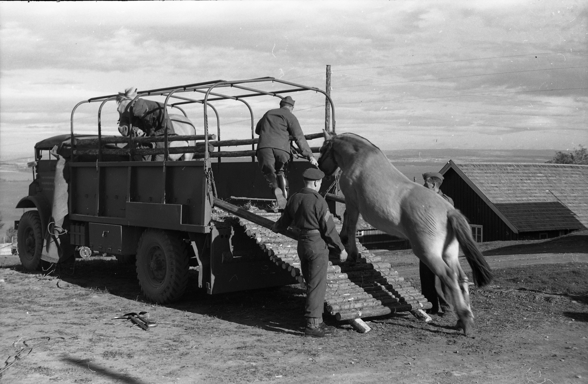 Opplasting av hester på lastebil ved Hærens Hesteskole på Starum september 1948. Serie på 24 bilder. Lengst til venstre på bilde nr. 1 står daværende sersjant Ottar Markeng.
Bildene nr. 1-4 og 17-24 er trolig fra Hoffsvangen, de øvrige fra Starum Leir.
Iflg. informant ble bilder av denne typen brukt til å lage instruksjonshefter/lærebøker til bruk for Hærens hestetjeneste. Se også TMF-4844 og TMF-4864.
