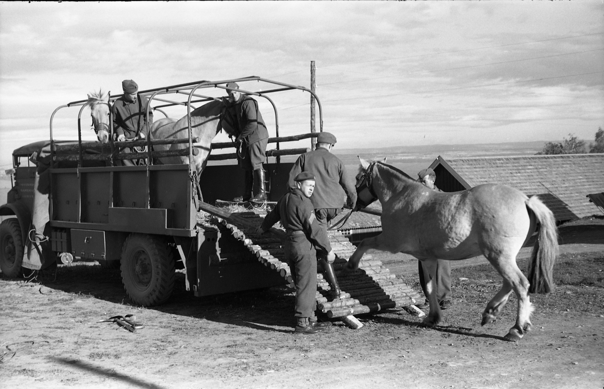 Opplasting av hester på lastebil ved Hærens Hesteskole på Starum september 1948. Serie på 24 bilder. Lengst til venstre på bilde nr. 1 står daværende sersjant Ottar Markeng.
Bildene nr. 1-4 og 17-24 er trolig fra Hoffsvangen, de øvrige fra Starum Leir.
Iflg. informant ble bilder av denne typen brukt til å lage instruksjonshefter/lærebøker til bruk for Hærens hestetjeneste. Se også TMF-4844 og TMF-4864.