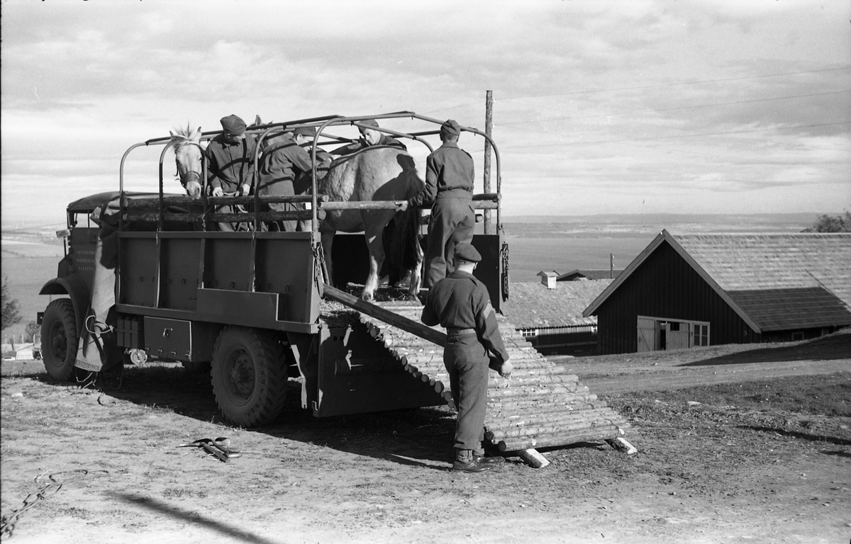 Opplasting av hester på lastebil ved Hærens Hesteskole på Starum september 1948. Serie på 24 bilder. Lengst til venstre på bilde nr. 1 står daværende sersjant Ottar Markeng.
Bildene nr. 1-4 og 17-24 er trolig fra Hoffsvangen, de øvrige fra Starum Leir.
Iflg. informant ble bilder av denne typen brukt til å lage instruksjonshefter/lærebøker til bruk for Hærens hestetjeneste. Se også TMF-4844 og TMF-4864.