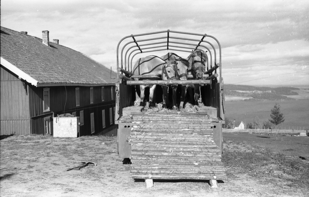Opplasting av hester på lastebil ved Hærens Hesteskole på Starum september 1948. Serie på 24 bilder. Lengst til venstre på bilde nr. 1 står daværende sersjant Ottar Markeng.
Bildene nr. 1-4 og 17-24 er trolig fra Hoffsvangen, de øvrige fra Starum Leir.
Iflg. informant ble bilder av denne typen brukt til å lage instruksjonshefter/lærebøker til bruk for Hærens hestetjeneste. Se også TMF-4844 og TMF-4864.