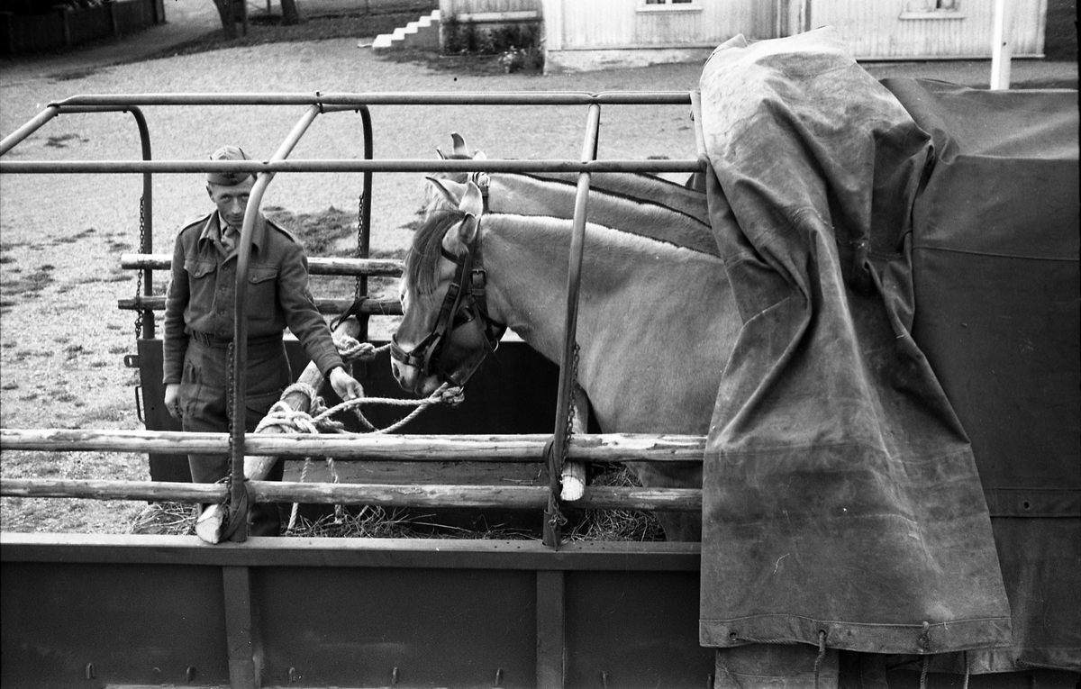 Opplasting av hester på lastebil ved Hærens Hesteskole på Starum september 1948. Serie på 24 bilder. Lengst til venstre på bilde nr. 1 står daværende sersjant Ottar Markeng.
Bildene nr. 1-4 og 17-24 er trolig fra Hoffsvangen, de øvrige fra Starum Leir.
Iflg. informant ble bilder av denne typen brukt til å lage instruksjonshefter/lærebøker til bruk for Hærens hestetjeneste. Se også TMF-4844 og TMF-4864.