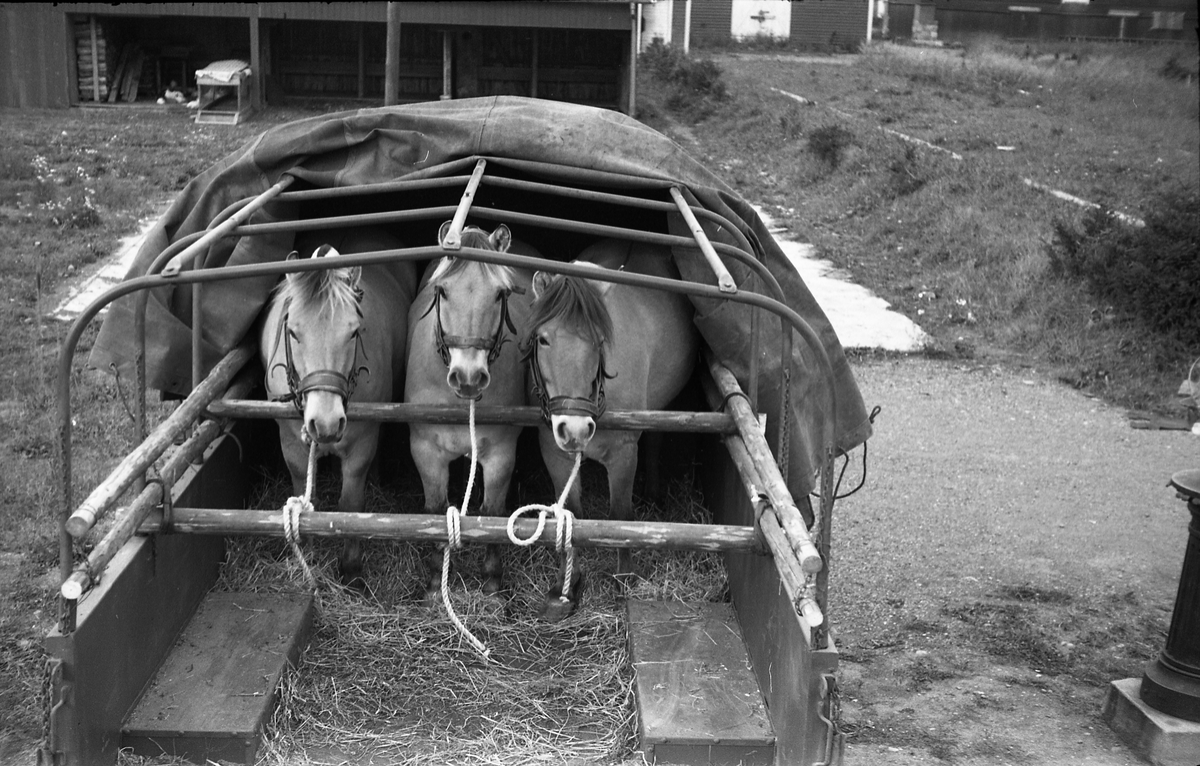 Opplasting av hester på lastebil ved Hærens Hesteskole på Starum september 1948. Serie på 24 bilder. Lengst til venstre på bilde nr. 1 står daværende sersjant Ottar Markeng.
Bildene nr. 1-4 og 17-24 er trolig fra Hoffsvangen, de øvrige fra Starum Leir.
Iflg. informant ble bilder av denne typen brukt til å lage instruksjonshefter/lærebøker til bruk for Hærens hestetjeneste. Se også TMF-4844 og TMF-4864.