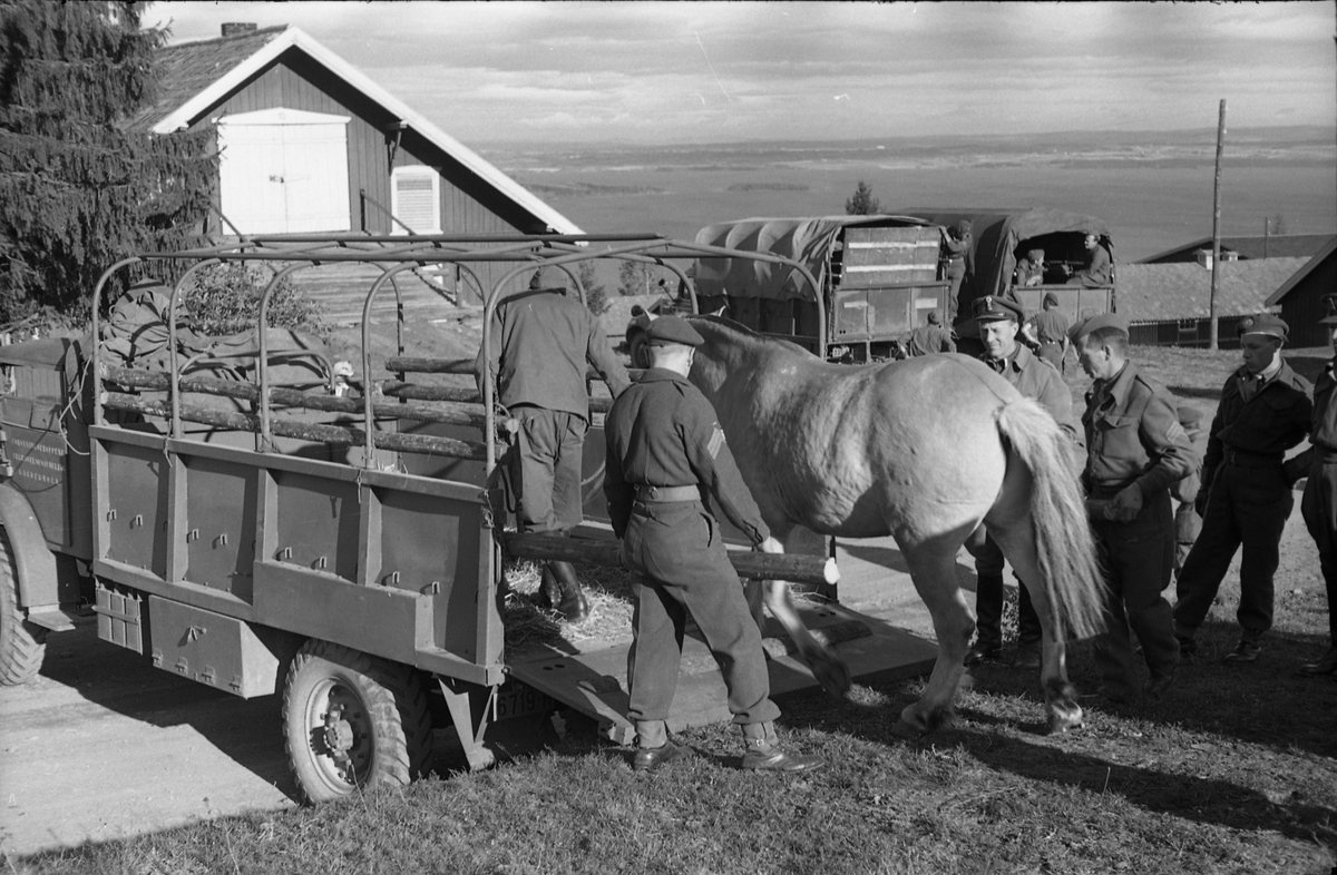 Transport av hest med lastebil ved Hærens Hesteskole på Starum, september/oktober 1948. Serie på 17 bilder. På bilde nr. 4 står fra venstre: Kaptein Sverre Norli, trolig major Bjart Ording (plasskomandant), og sersjant Ottar Markeng.
Iflg. informant ble bilder av denne typen brukt til å lage instruksjonshefter/lærebøker til bruk for Hærens hestetjeneste. Se også TMF-4838 og TMF-4864.