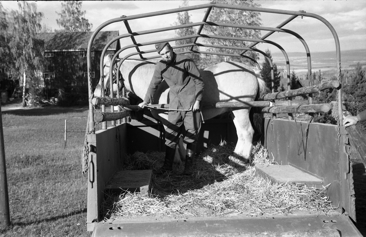 Transport av hest med lastebil ved Hærens Hesteskole på Starum, september/oktober 1948. Serie på 17 bilder. På bilde nr. 4 står fra venstre: Kaptein Sverre Norli, trolig major Bjart Ording (plasskomandant), og sersjant Ottar Markeng.
Iflg. informant ble bilder av denne typen brukt til å lage instruksjonshefter/lærebøker til bruk for Hærens hestetjeneste. Se også TMF-4838 og TMF-4864.