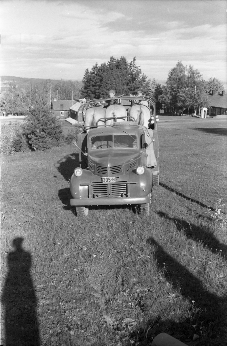 Transport av hest med lastebil ved Hærens Hesteskole på Starum, september/oktober 1948. Serie på 17 bilder. På bilde nr. 4 står fra venstre: Kaptein Sverre Norli, trolig major Bjart Ording (plasskomandant), og sersjant Ottar Markeng.
Iflg. informant ble bilder av denne typen brukt til å lage instruksjonshefter/lærebøker til bruk for Hærens hestetjeneste. Se også TMF-4838 og TMF-4864.