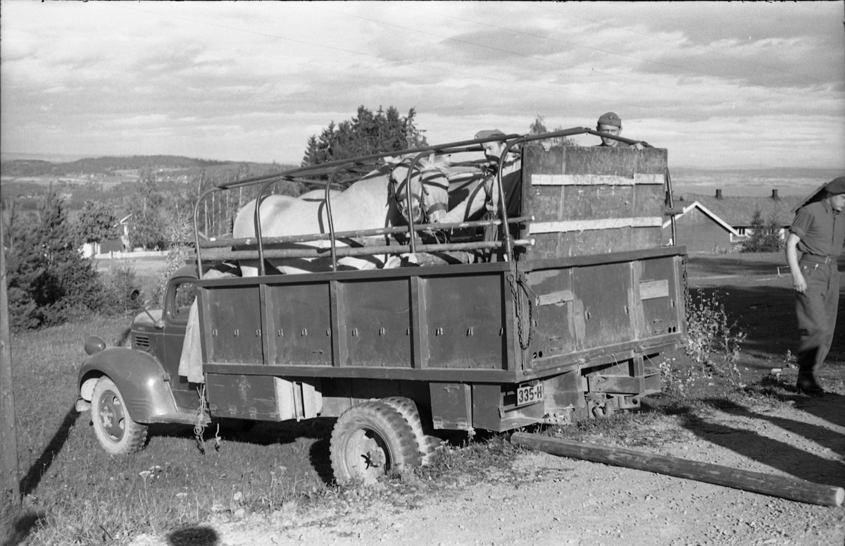 Transport av hest med lastebil ved Hærens Hesteskole på Starum, september/oktober 1948. Serie på 17 bilder. På bilde nr. 4 står fra venstre: Kaptein Sverre Norli, trolig major Bjart Ording (plasskomandant), og sersjant Ottar Markeng.
Iflg. informant ble bilder av denne typen brukt til å lage instruksjonshefter/lærebøker til bruk for Hærens hestetjeneste. Se også TMF-4838 og TMF-4864.