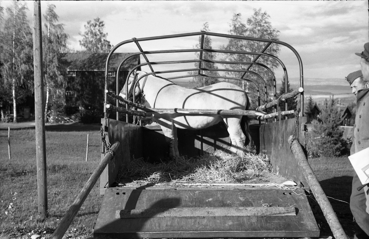 Transport av hest med lastebil ved Hærens Hesteskole på Starum, september/oktober 1948. Serie på 17 bilder. På bilde nr. 4 står fra venstre: Kaptein Sverre Norli, trolig major Bjart Ording (plasskomandant), og sersjant Ottar Markeng.
Iflg. informant ble bilder av denne typen brukt til å lage instruksjonshefter/lærebøker til bruk for Hærens hestetjeneste. Se også TMF-4838 og TMF-4864.