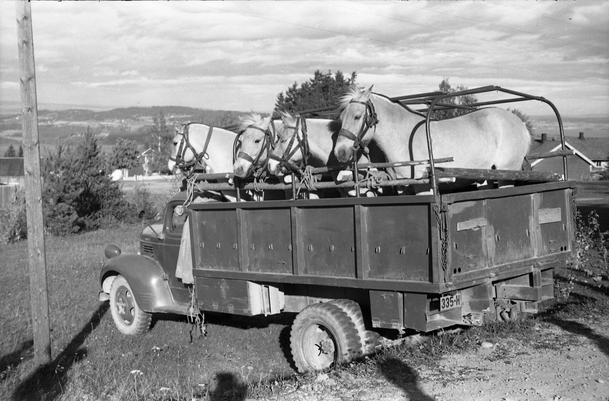 Transport av hest med lastebil ved Hærens Hesteskole på Starum, september/oktober 1948. Serie på 17 bilder. På bilde nr. 4 står fra venstre: Kaptein Sverre Norli, trolig major Bjart Ording (plasskomandant), og sersjant Ottar Markeng.
Iflg. informant ble bilder av denne typen brukt til å lage instruksjonshefter/lærebøker til bruk for Hærens hestetjeneste. Se også TMF-4838 og TMF-4864.