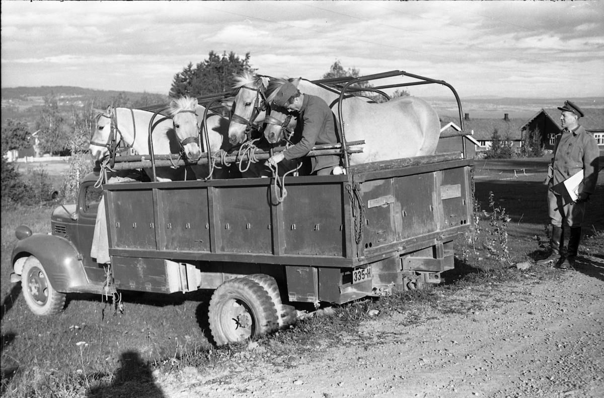 Transport av hest med lastebil ved Hærens Hesteskole på Starum, september/oktober 1948. Serie på 17 bilder. På bilde nr. 4 står fra venstre: Kaptein Sverre Norli, trolig major Bjart Ording (plasskomandant), og sersjant Ottar Markeng.
Iflg. informant ble bilder av denne typen brukt til å lage instruksjonshefter/lærebøker til bruk for Hærens hestetjeneste. Se også TMF-4838 og TMF-4864.