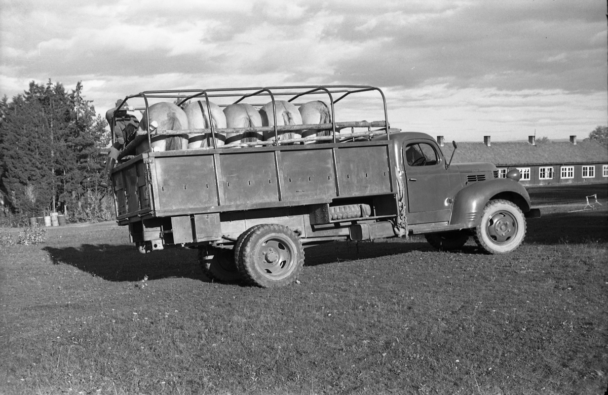 Transport av hest med lastebil ved Hærens Hesteskole på Starum, september/oktober 1948. Serie på 17 bilder. På bilde nr. 4 står fra venstre: Kaptein Sverre Norli, trolig major Bjart Ording (plasskomandant), og sersjant Ottar Markeng.
Iflg. informant ble bilder av denne typen brukt til å lage instruksjonshefter/lærebøker til bruk for Hærens hestetjeneste. Se også TMF-4838 og TMF-4864.