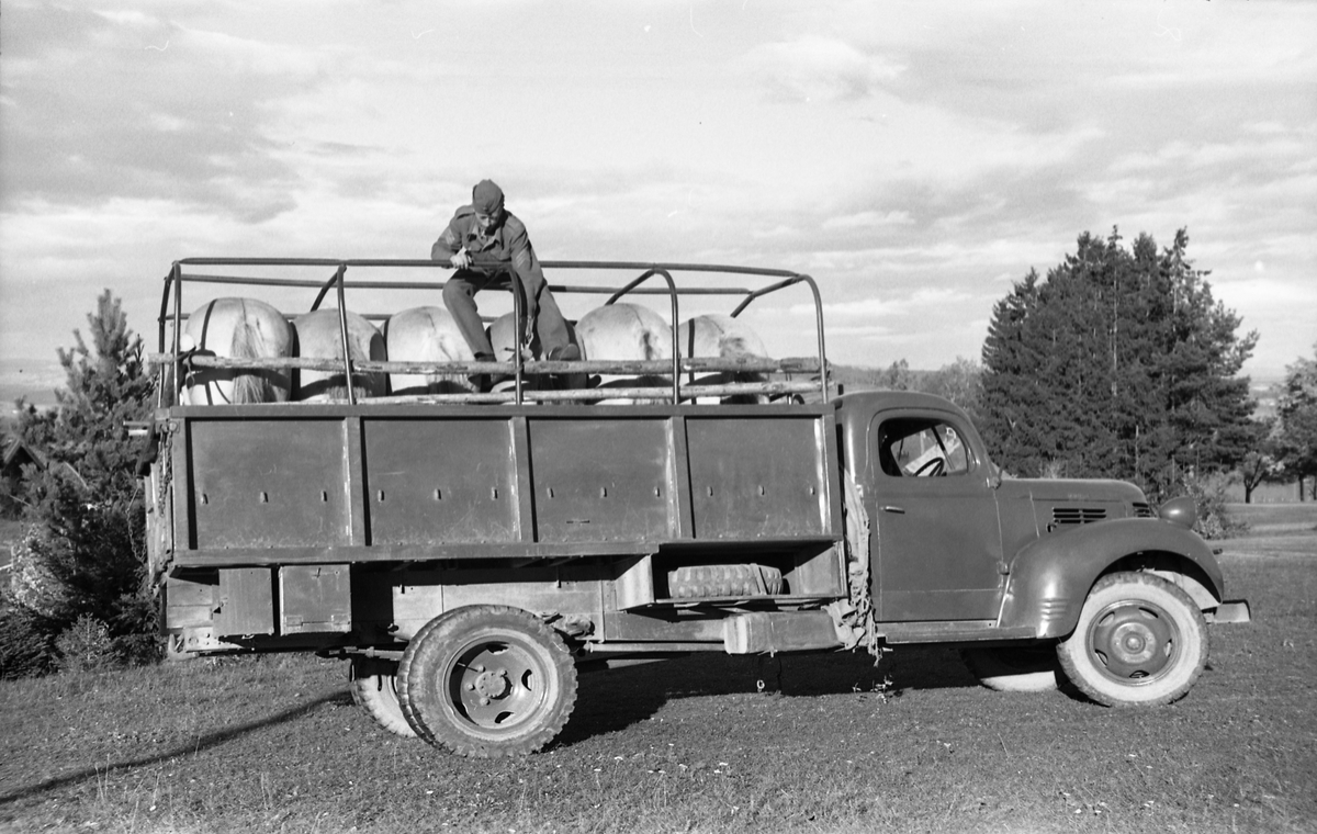 Transport av hest med lastebil ved Hærens Hesteskole på Starum, september/oktober 1948. Serie på 17 bilder. På bilde nr. 4 står fra venstre: Kaptein Sverre Norli, trolig major Bjart Ording (plasskomandant), og sersjant Ottar Markeng.
Iflg. informant ble bilder av denne typen brukt til å lage instruksjonshefter/lærebøker til bruk for Hærens hestetjeneste. Se også TMF-4838 og TMF-4864.