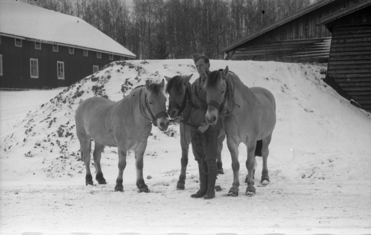 Hestetransport med lastebil ved Hærens Hesteskole på Starum oktober 1948. Serie på 18 bilder.
Iflg. informant ble bilder av denne typen brukt til å lage instruksjonshefter/lærebøker til bruk for Hærens hestetjeneste. Se også TMF-4844 og TMF-4864.