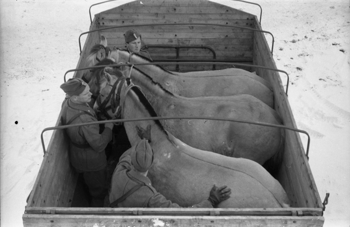 Hestetransport med lastebil ved Hærens Hesteskole på Starum oktober 1948. Serie på 18 bilder.
Iflg. informant ble bilder av denne typen brukt til å lage instruksjonshefter/lærebøker til bruk for Hærens hestetjeneste. Se også TMF-4844 og TMF-4864.
