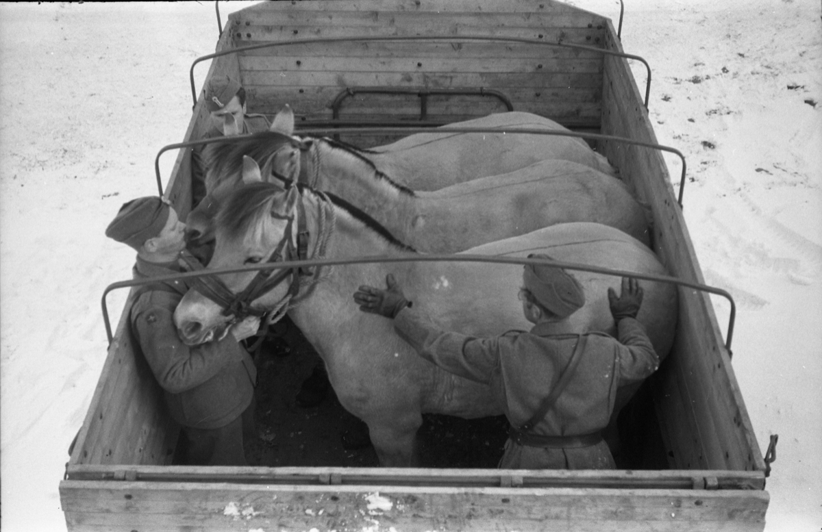 Hestetransport med lastebil ved Hærens Hesteskole på Starum oktober 1948. Serie på 18 bilder.
Iflg. informant ble bilder av denne typen brukt til å lage instruksjonshefter/lærebøker til bruk for Hærens hestetjeneste. Se også TMF-4844 og TMF-4864.