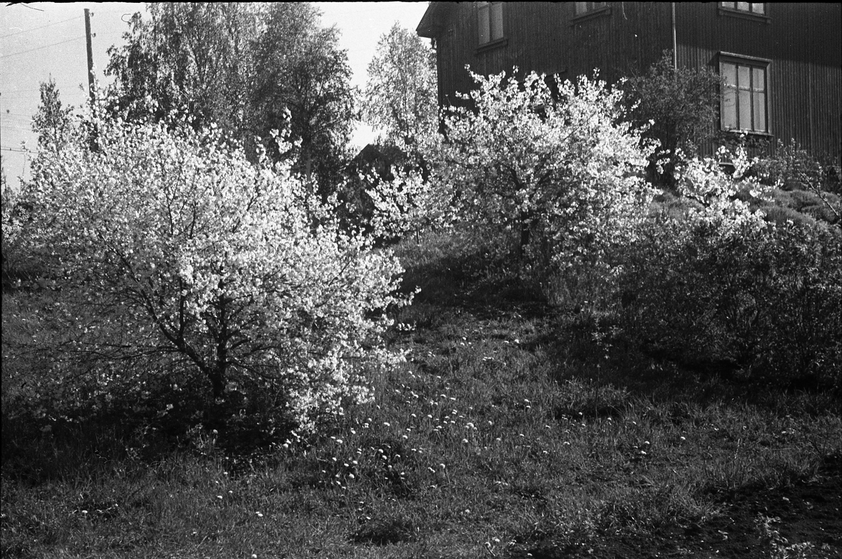 Tre bilder fra fotografens hage på Odberg, Kraby, Østre Toten.