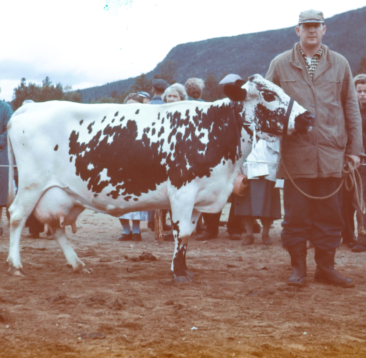Sevald Lund med ei nordlandsku. -Sør-Troms Museum / DigitaltMuseum