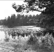 Besök vid Fagertärn och de röda näckrosorna, 1962. Foto: Sten Berndtson, Ateljé Byqvist, Karlsborg. Endast neg finns.