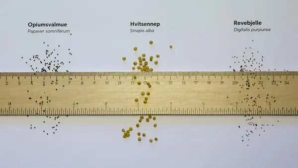 Linjal som ligger på hvitt ark og viser frø av opiumsvalmue (bittesmå, runde, svarte), hvitsennep (større, gule, runde) og revebjelle (litt avlange, bittesmå svarte).