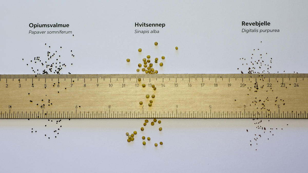 Linjal som ligger på hvitt ark og viser frø av opiumsvalmue (bittesmå, runde, svarte), hvitsennep (større, gule, runde) og revebjelle (litt avlange, bittesmå svarte).