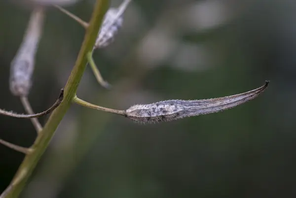 Hvitsennepfrø er sverdformet, lysegrått med svarte prikker.