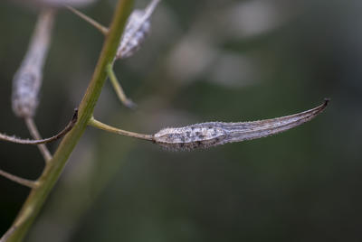 Hvitsennepfrø er sverdformet, lysegrått med svarte prikker.