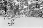 Flygplan Gloster Gladiator tillhörande F 19, Svenska frivilligkåren i Finland, kamouflerat i snöigt landskap. Vy från sidan.