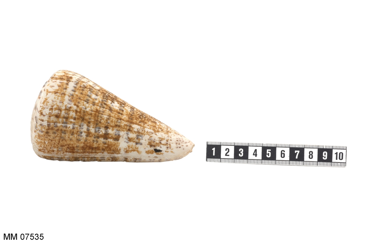 Skalet vitt med ringar i brunt. Rund och konisk med öppning på sidan.