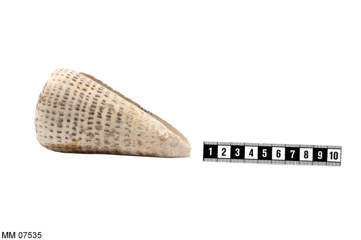 Skalet vitt med ringar i brunt. Rund och konisk med öppning på sidan.
